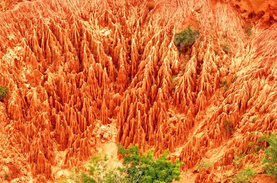 Lémurien observé dans la forêt tropicale de la Montagne d'Ambre