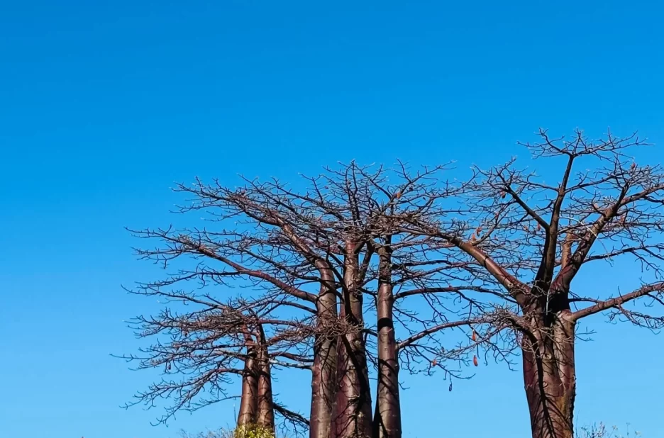 Des baobabs centenaires à perte de vue