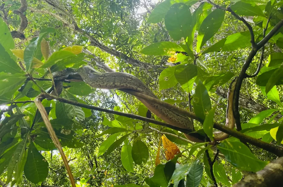 Lokobe Ambatozavavy _ Une Journée Inoubliable au Cœur de la Nature Malgache