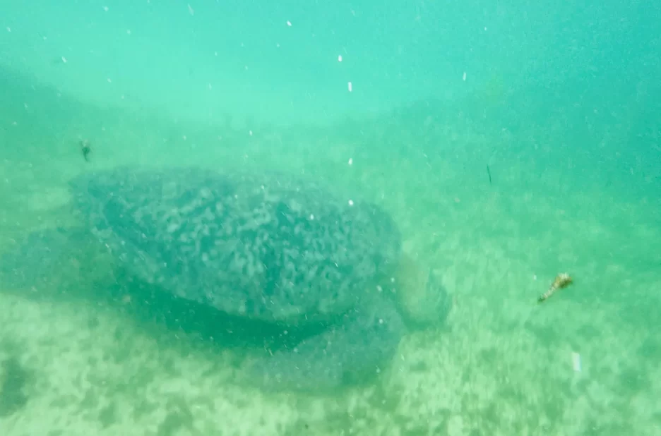 Nosy Sakatia _ Plages, Snorkeling et Tortues Marines